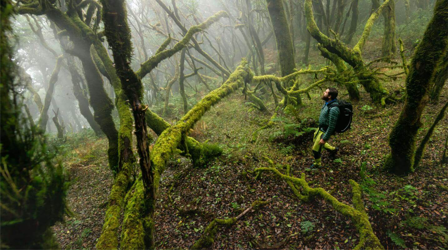 Parque Nacional de Garajonay, La Gomera