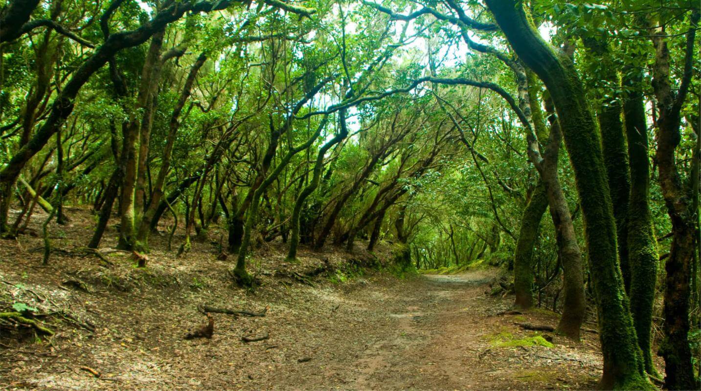 Sendero de los Sentidos. Parque Rural de Anaga. Tenerife